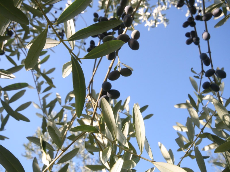 Olio extravergine di oliva La Cavallina