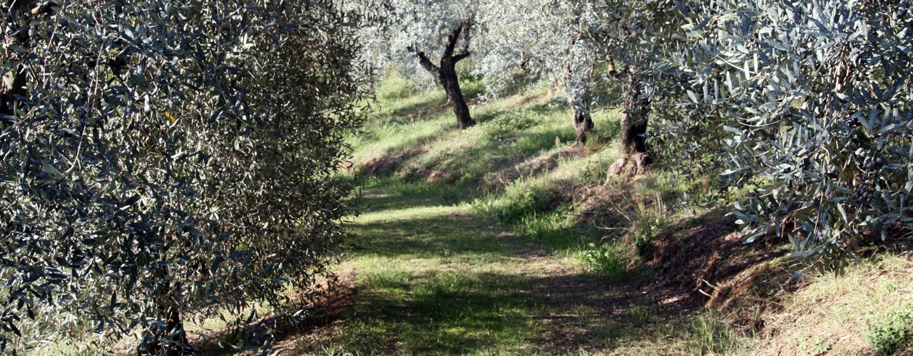 Olio extravergine di oliva La Cavallina